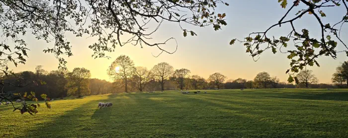 A field of sheep grazing in Adlington's Greenbelt countryside