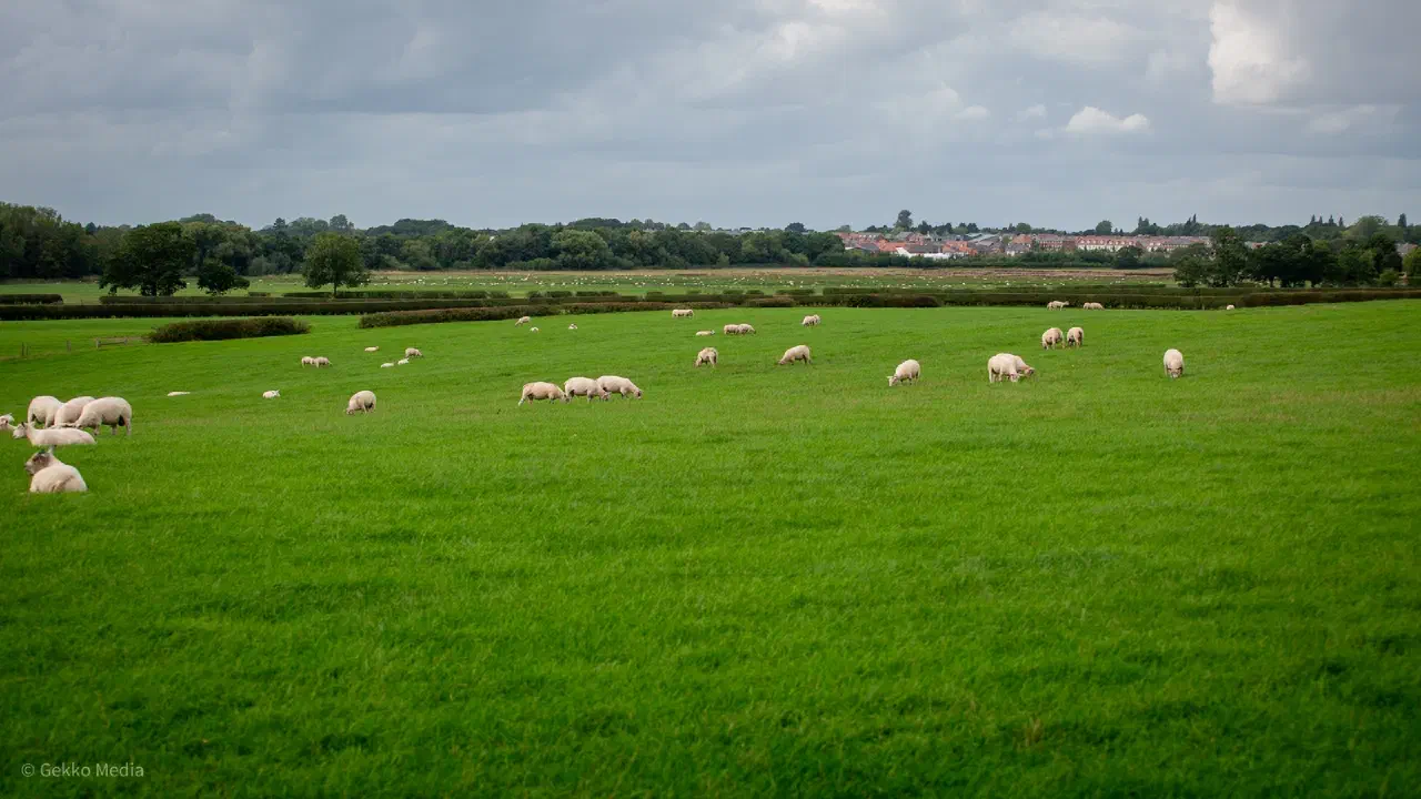 Sheep on the Adlington Park site