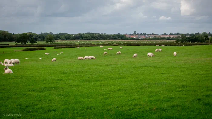 Sheep on the Adlington Park site