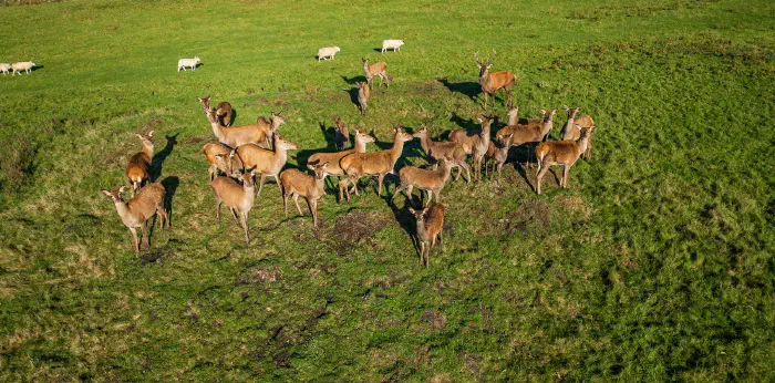 Deer in Adlington