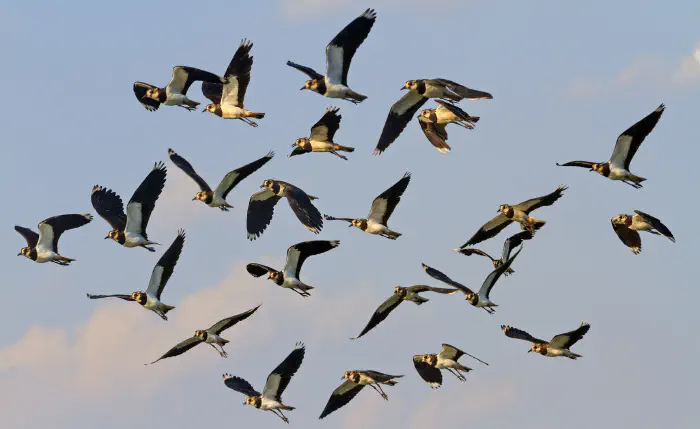 flock-of-lapwings.webp