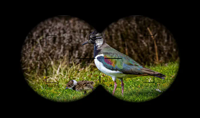 lapwing-binoculars.webp