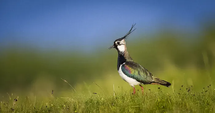 A Lapwing standing in grass