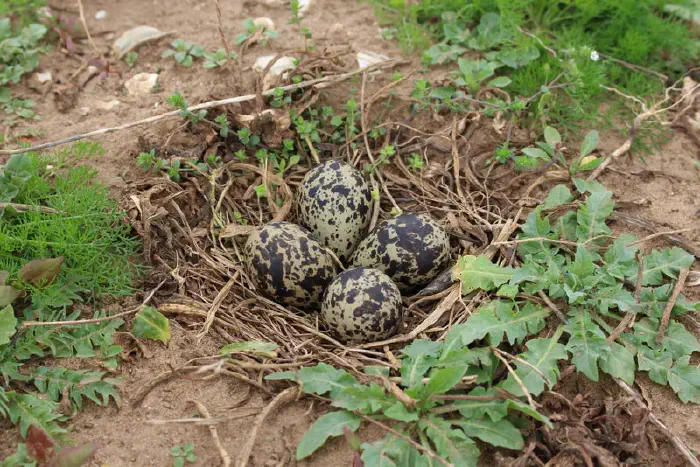 lapwing-nest-1.webp