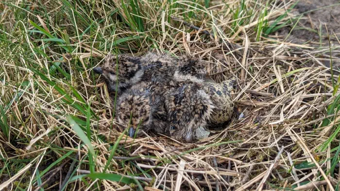lapwing-nest-2.webp
