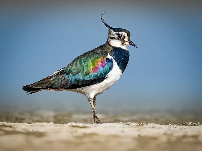 lapwing.webp