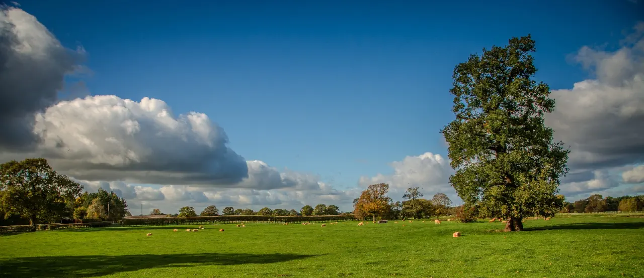 A field in Adlington with oak trees