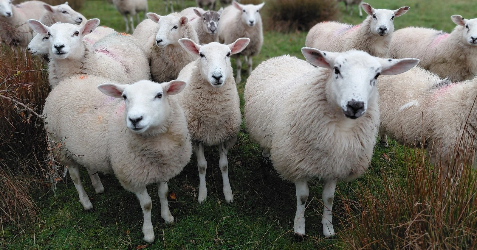 A gathering of sheep