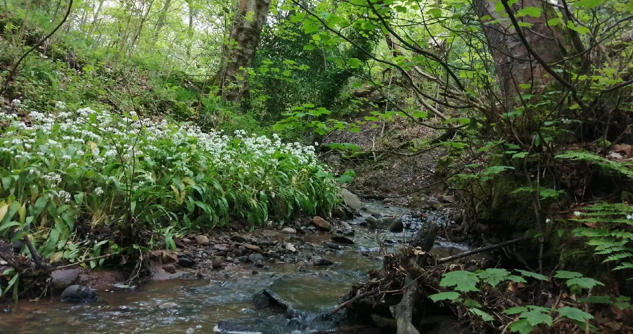 Cheshire Wildlife Trust Raises Alarm Over Adlington New Town