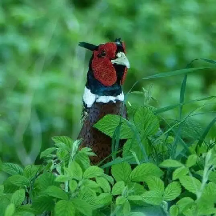 A colorful pheasant standing among green foliage, with a bright red face, black crest, white neck markings, and brown patterned body, partially hidden by leaves.