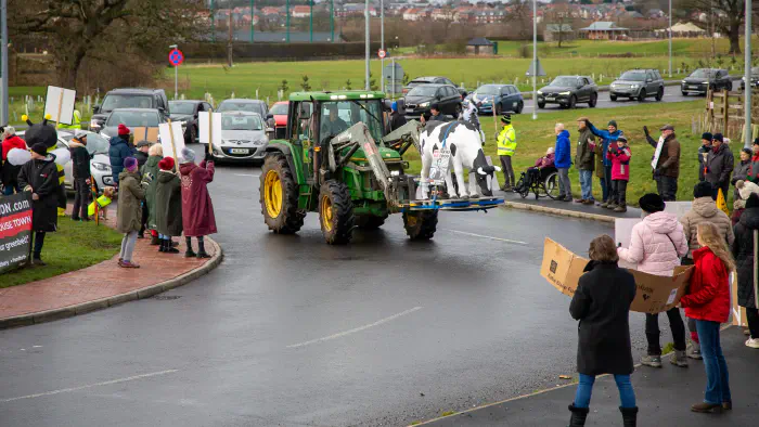 Tractor with cow on roundabout