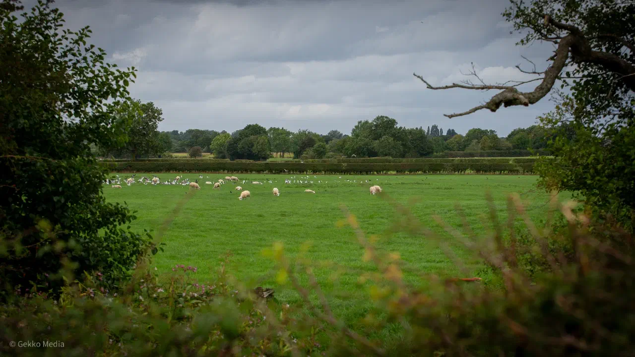 Sheep on the site of the proposed Adlington Park