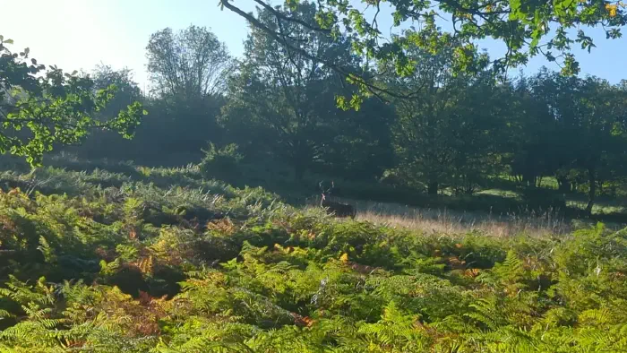 A stag on a sunny day in Adlington