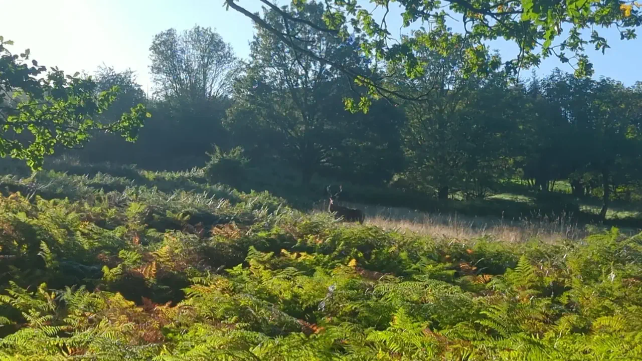 A stag on a sunny day in Adlington