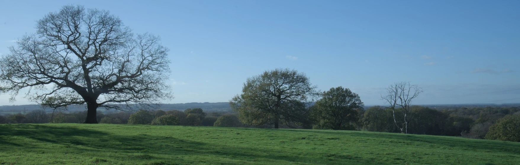 An oak tree in an Adlington field in autumn