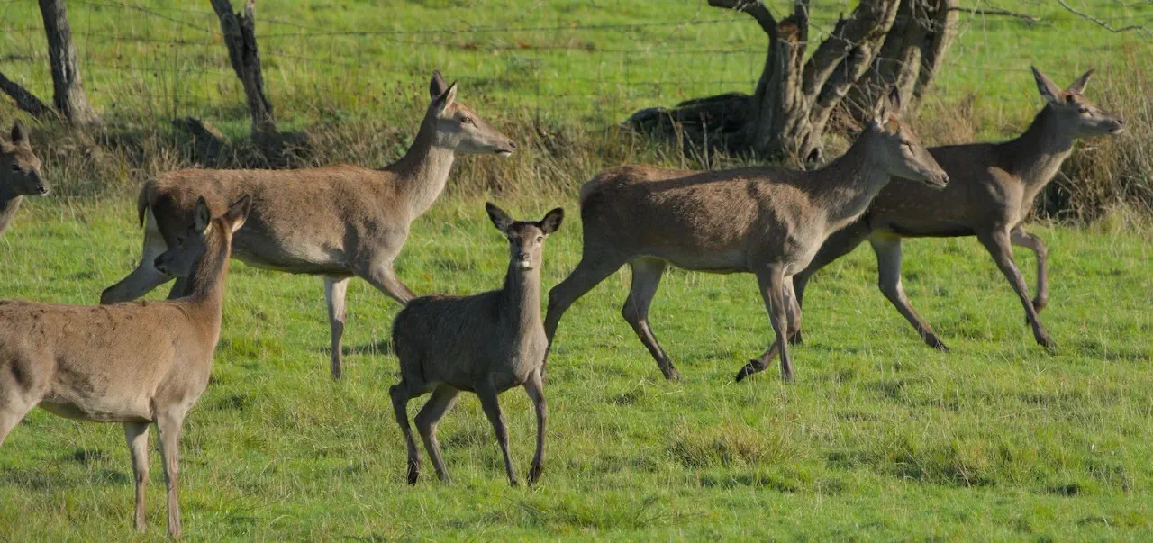 A deer