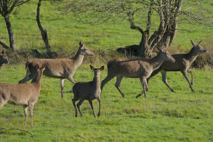 A field of sheep grazing in Adlington's Greenbelt countryside