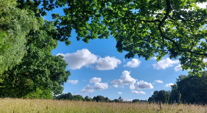 Adlington field on a summer day