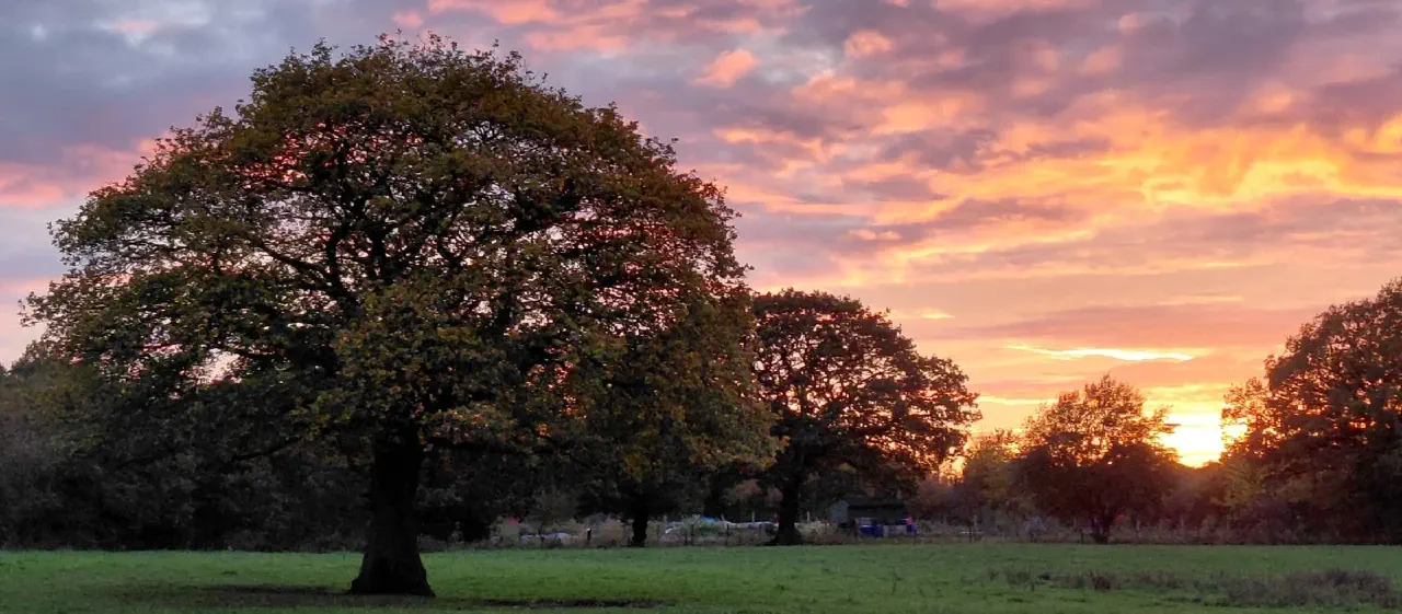A field in Adlington with oak tree at sunset